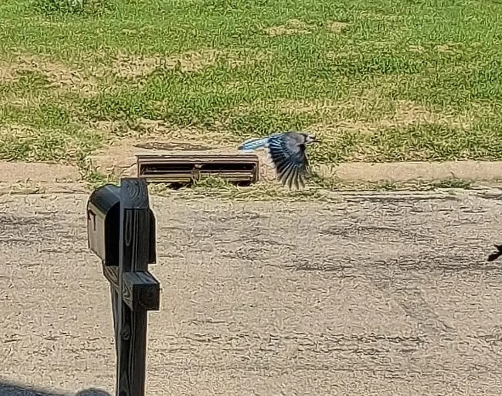 Blue Jay Flight