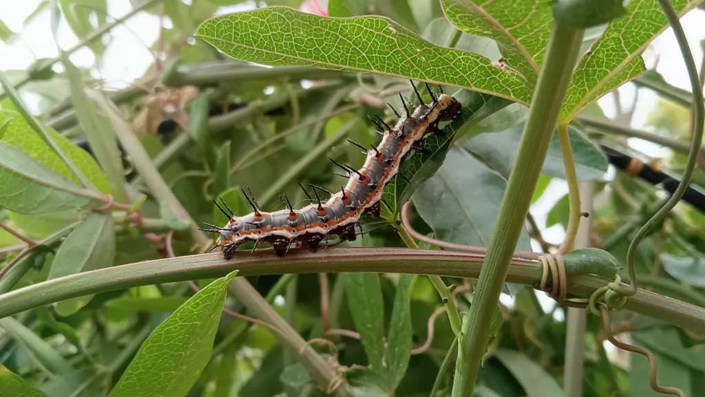 Thorned Caterpillar on Vine