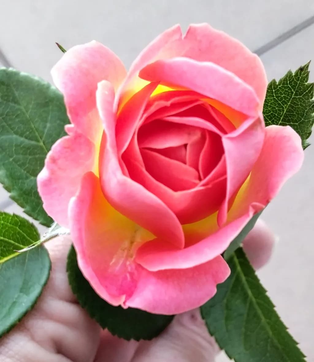 Blushing Rose