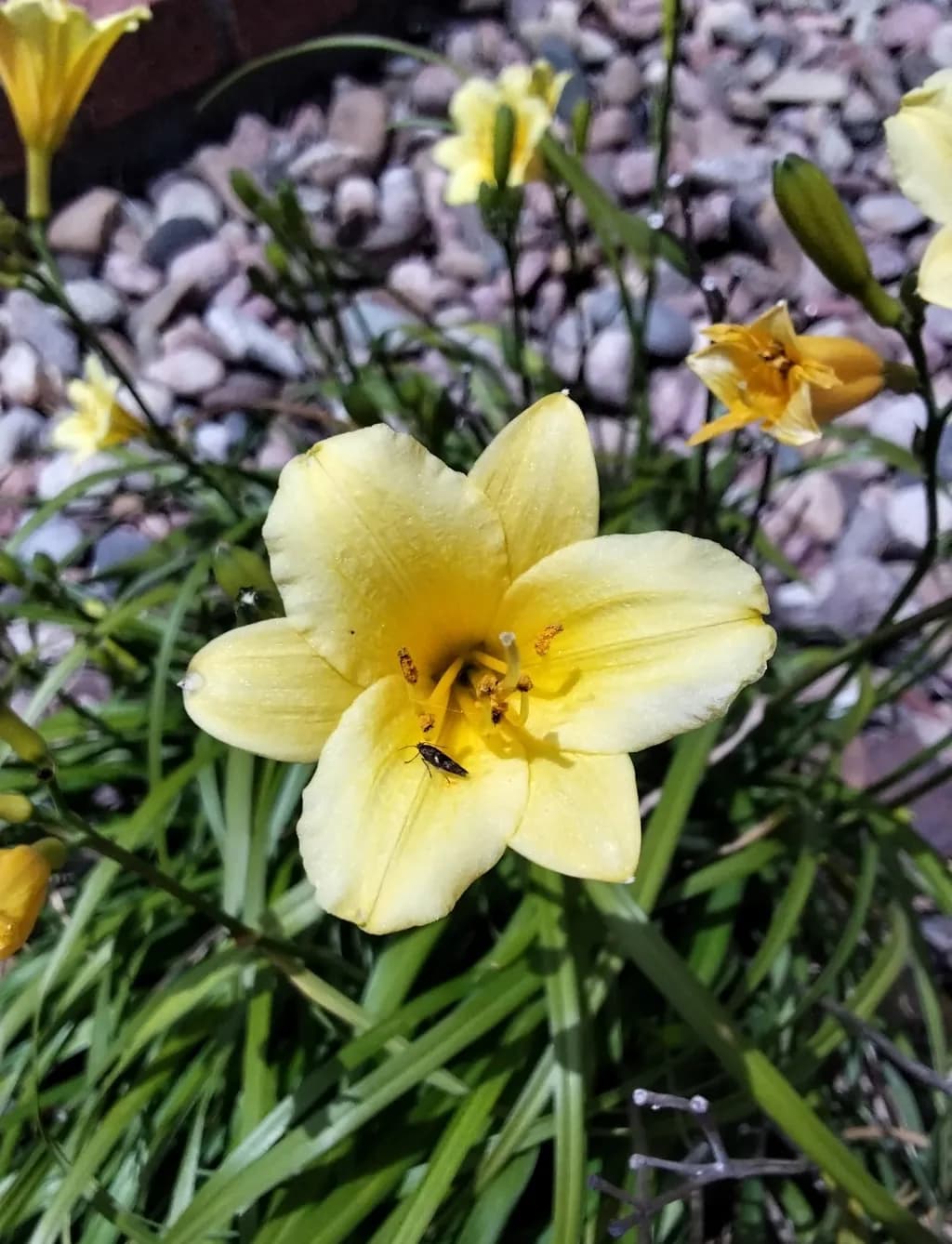 Sunny Bloom
