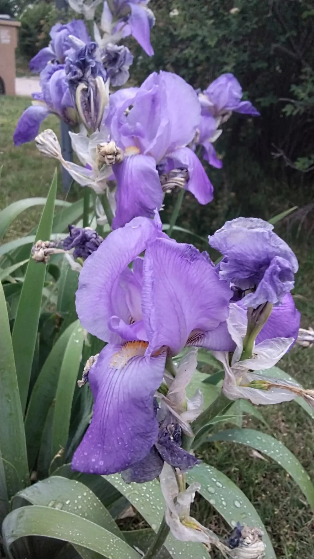 Purple Iris Bloom