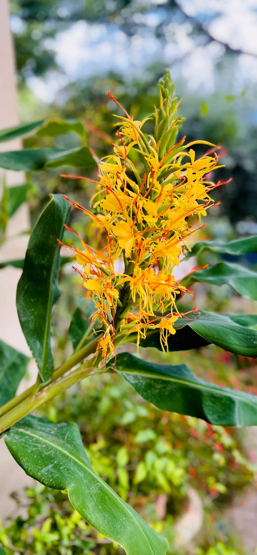 Flowering ginger