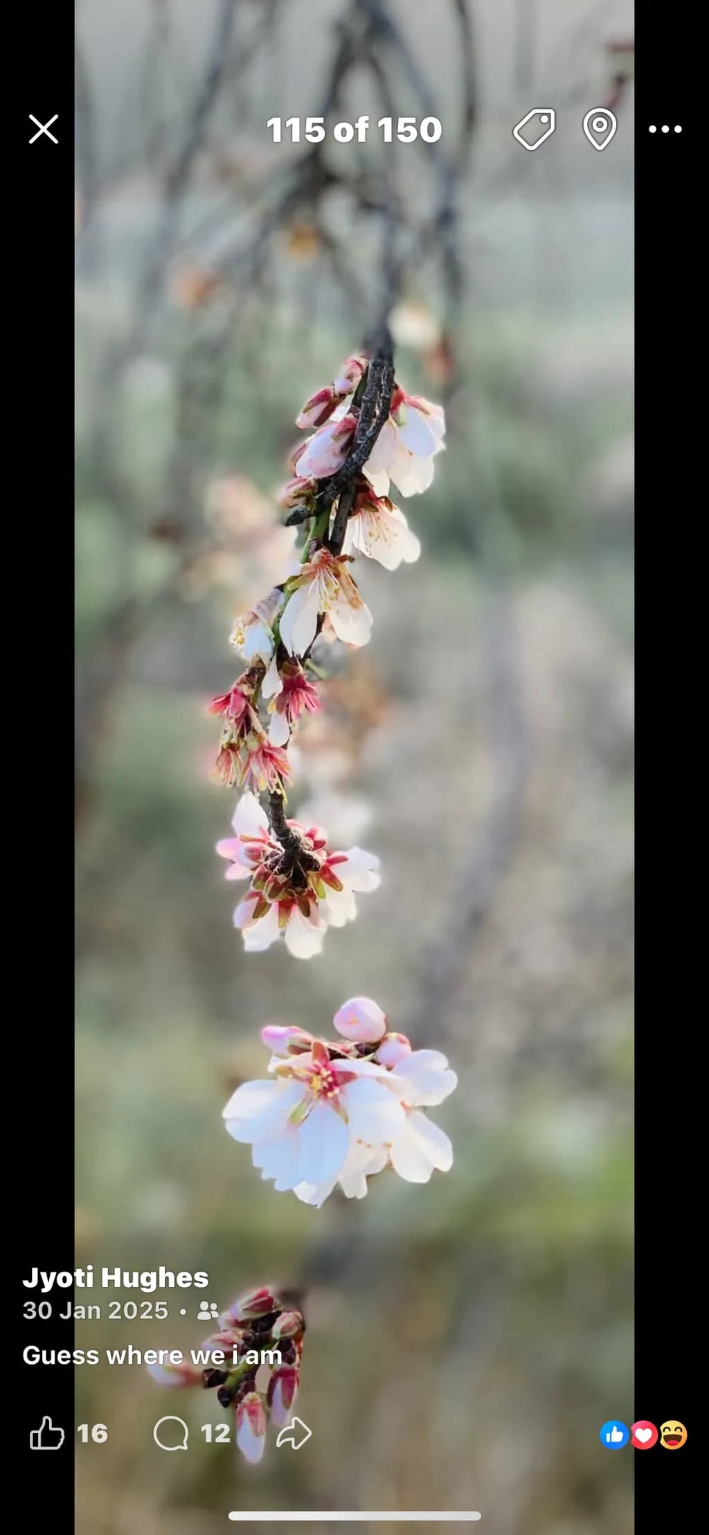 Spring Bloom Branch