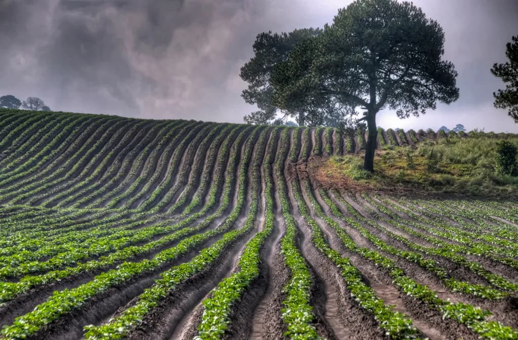 Lines of Nature