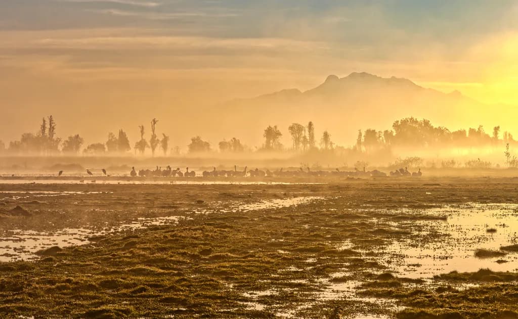 Pelicans at Dawn