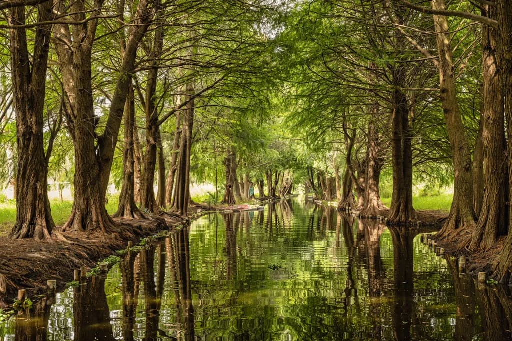 Montezuma Cypress Canal