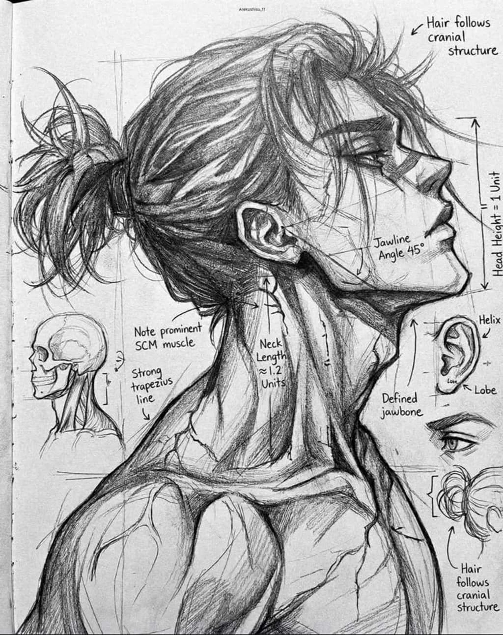 Anatomy Study: Neck and Profile