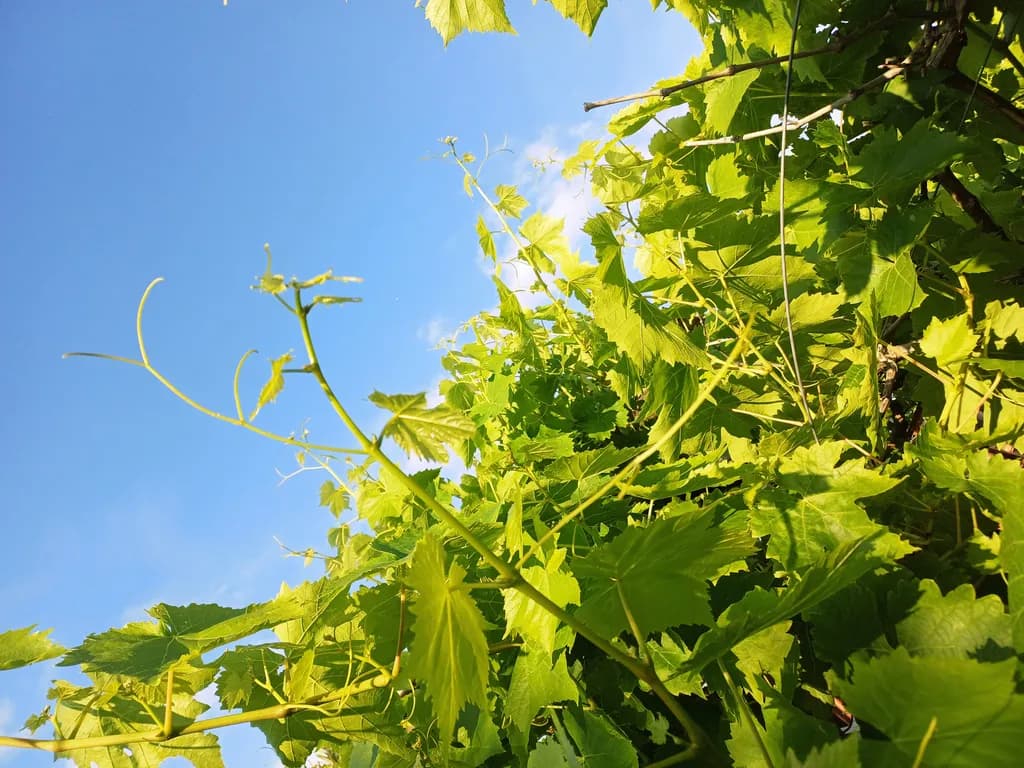 Tangled Vine Reach