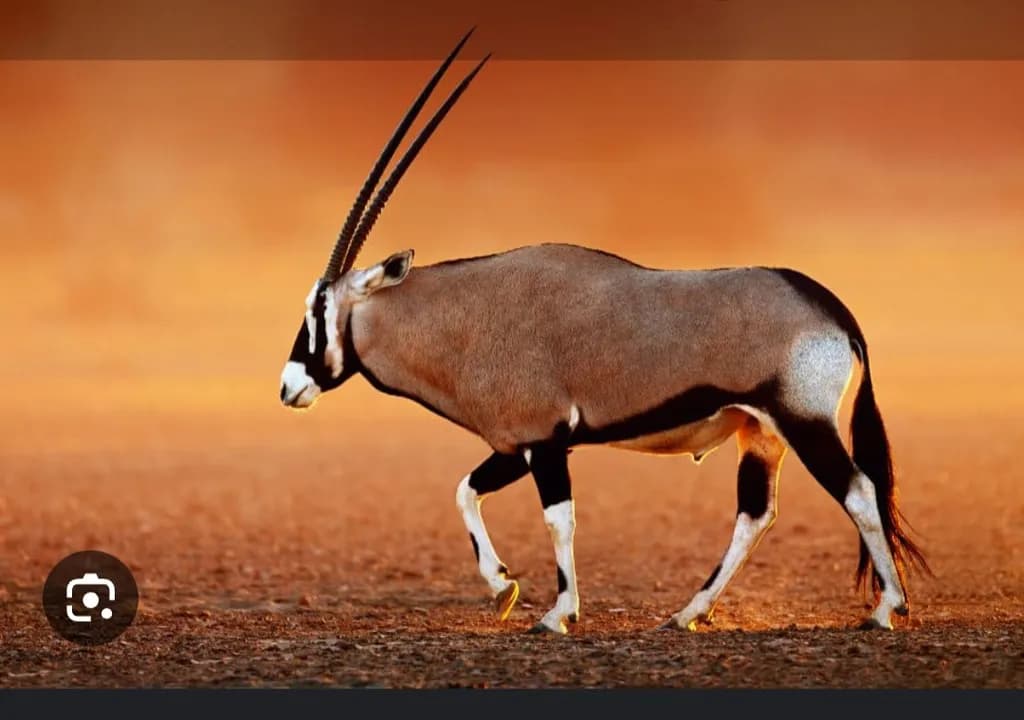 Desert Oryx Silhouette