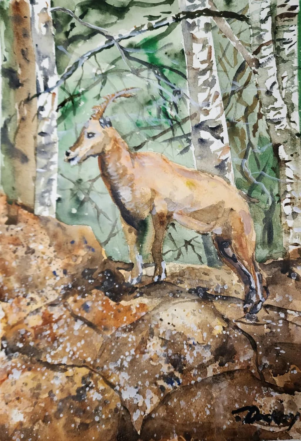 Forest Ibex