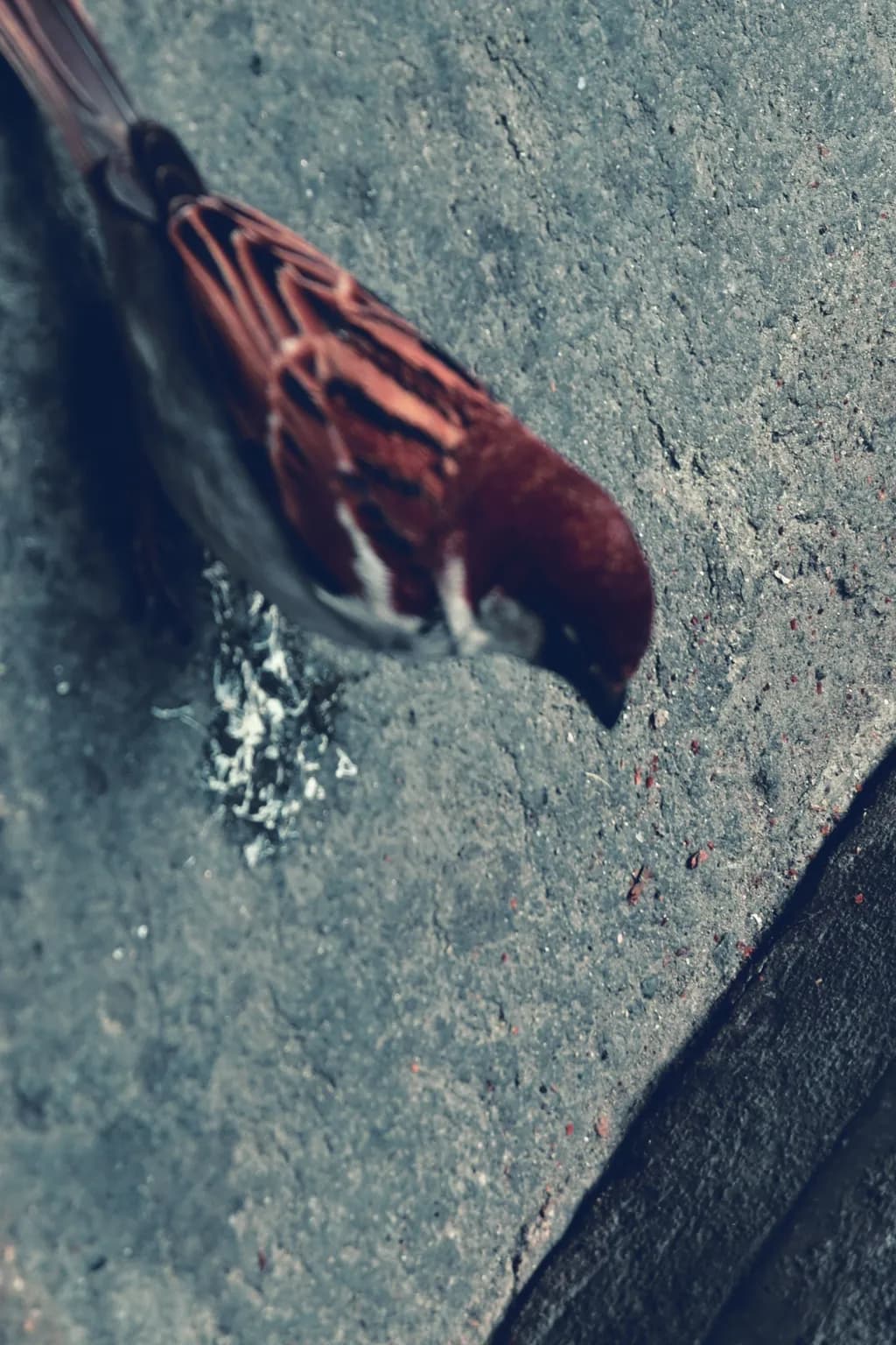 Grounded Sparrow