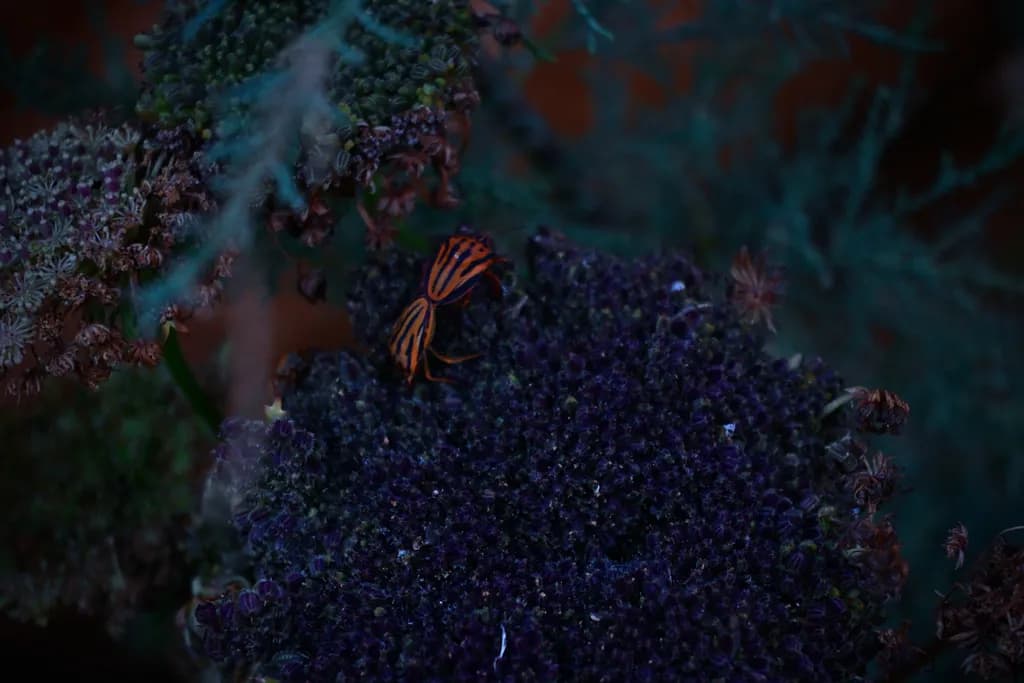Nocturnal Bloom