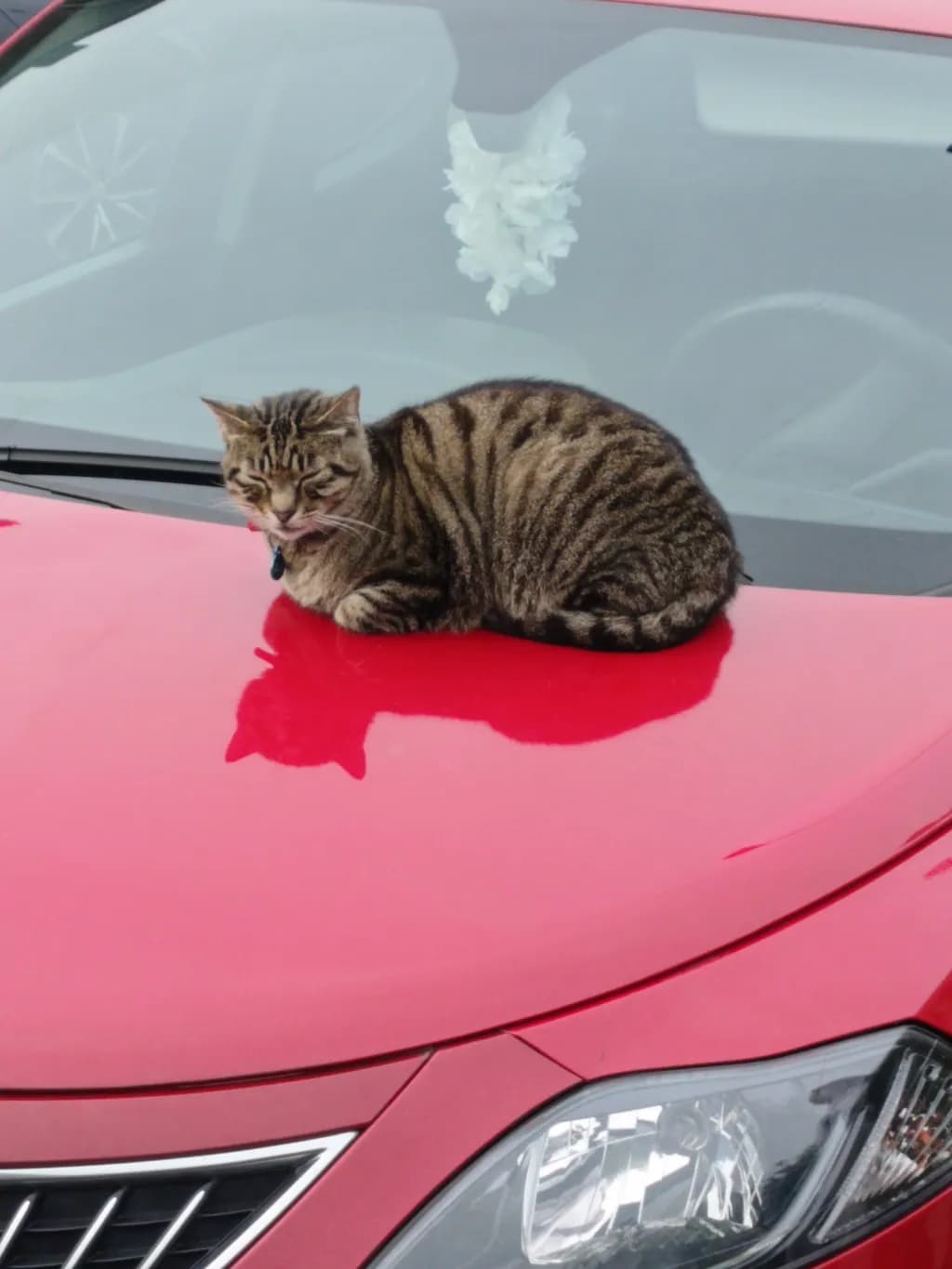 Red Resting Spot