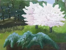 Flowering Plums