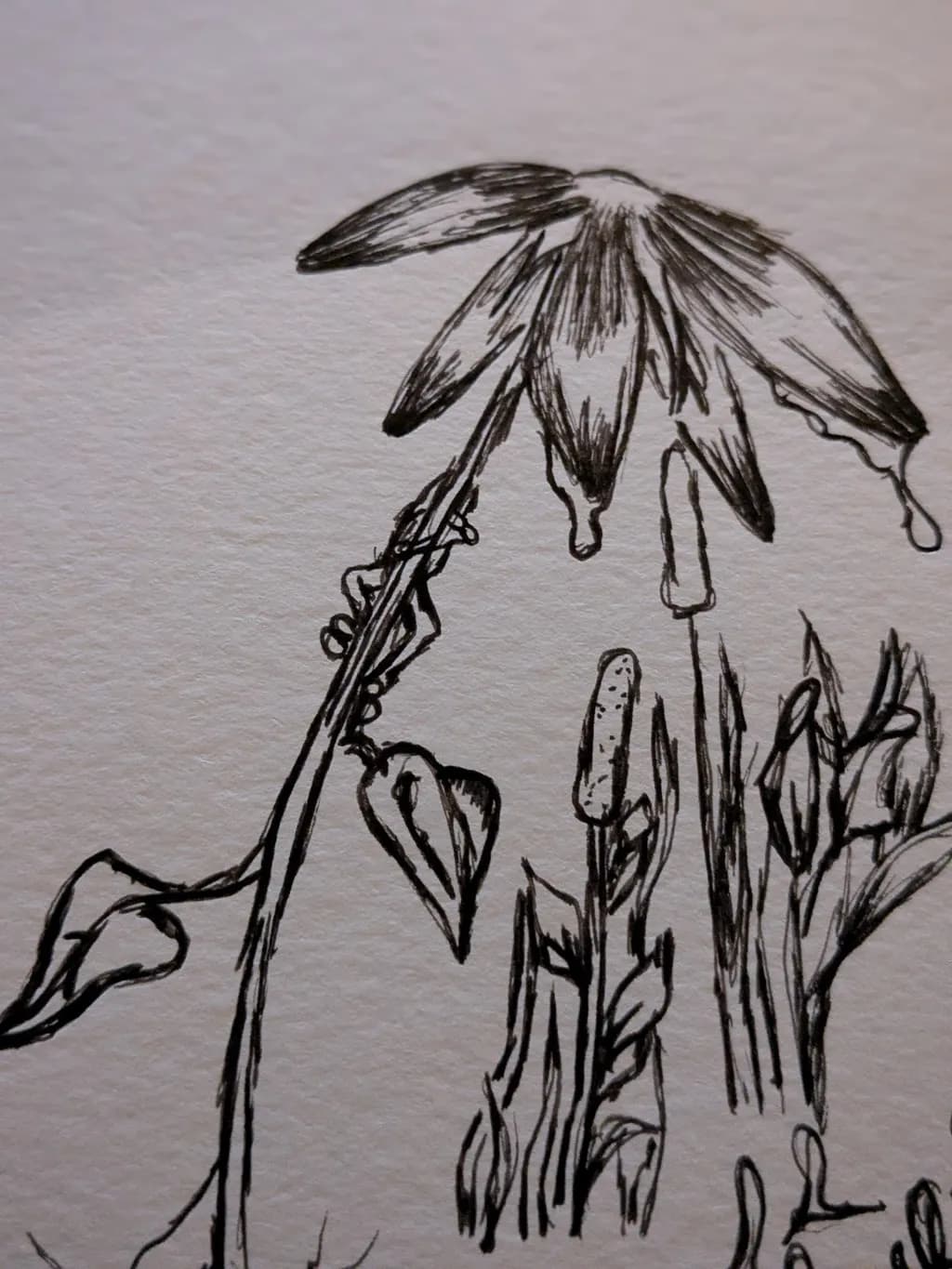 Drooping Blossom