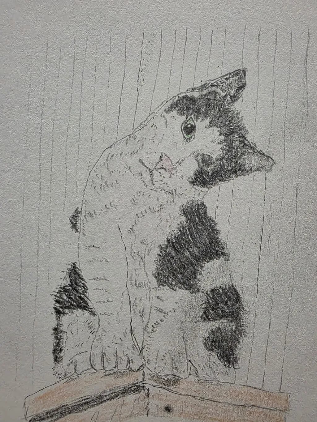 Curious Cat Pose