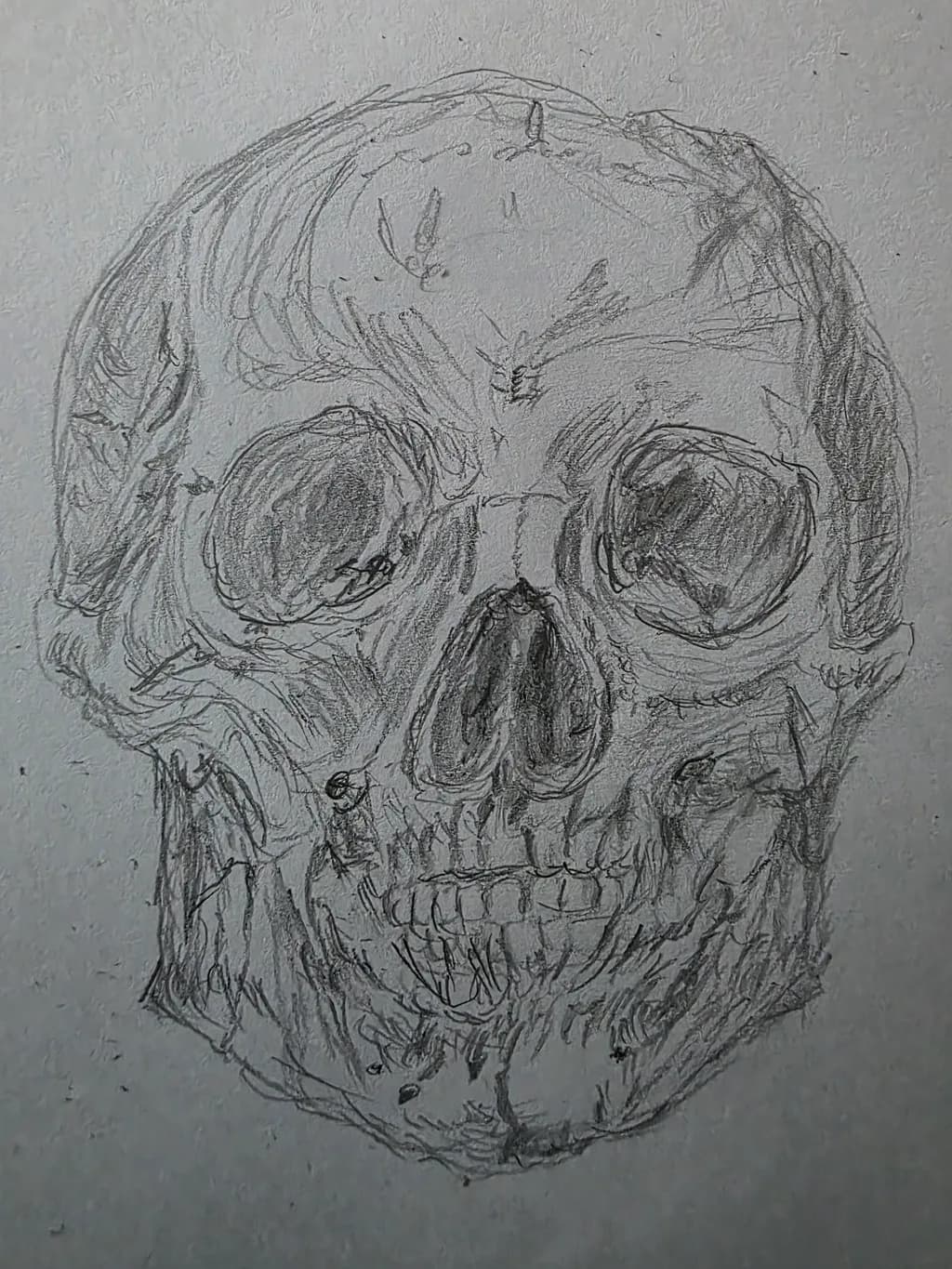 Contoured Skull