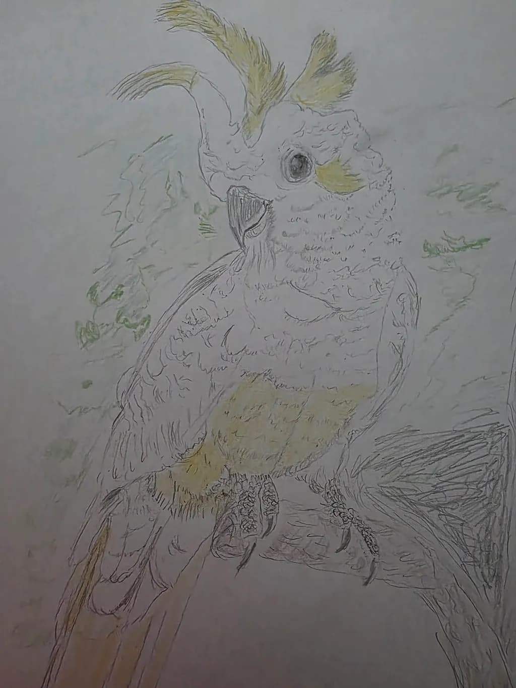 Cockatoo Crest