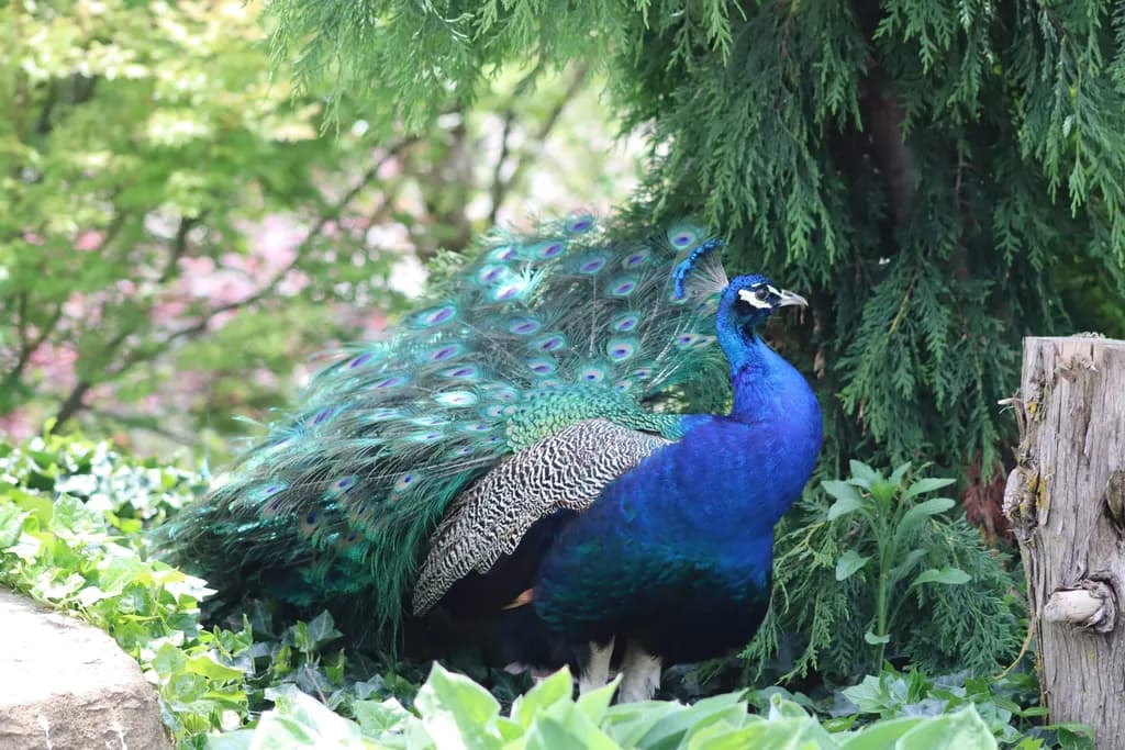 Peacock in Foliage