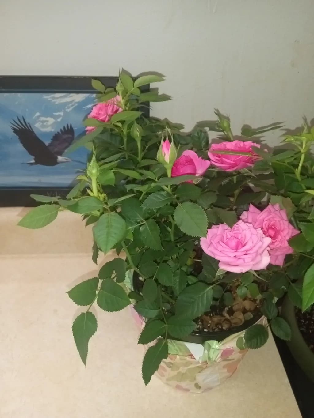 Pink Garden Bloom