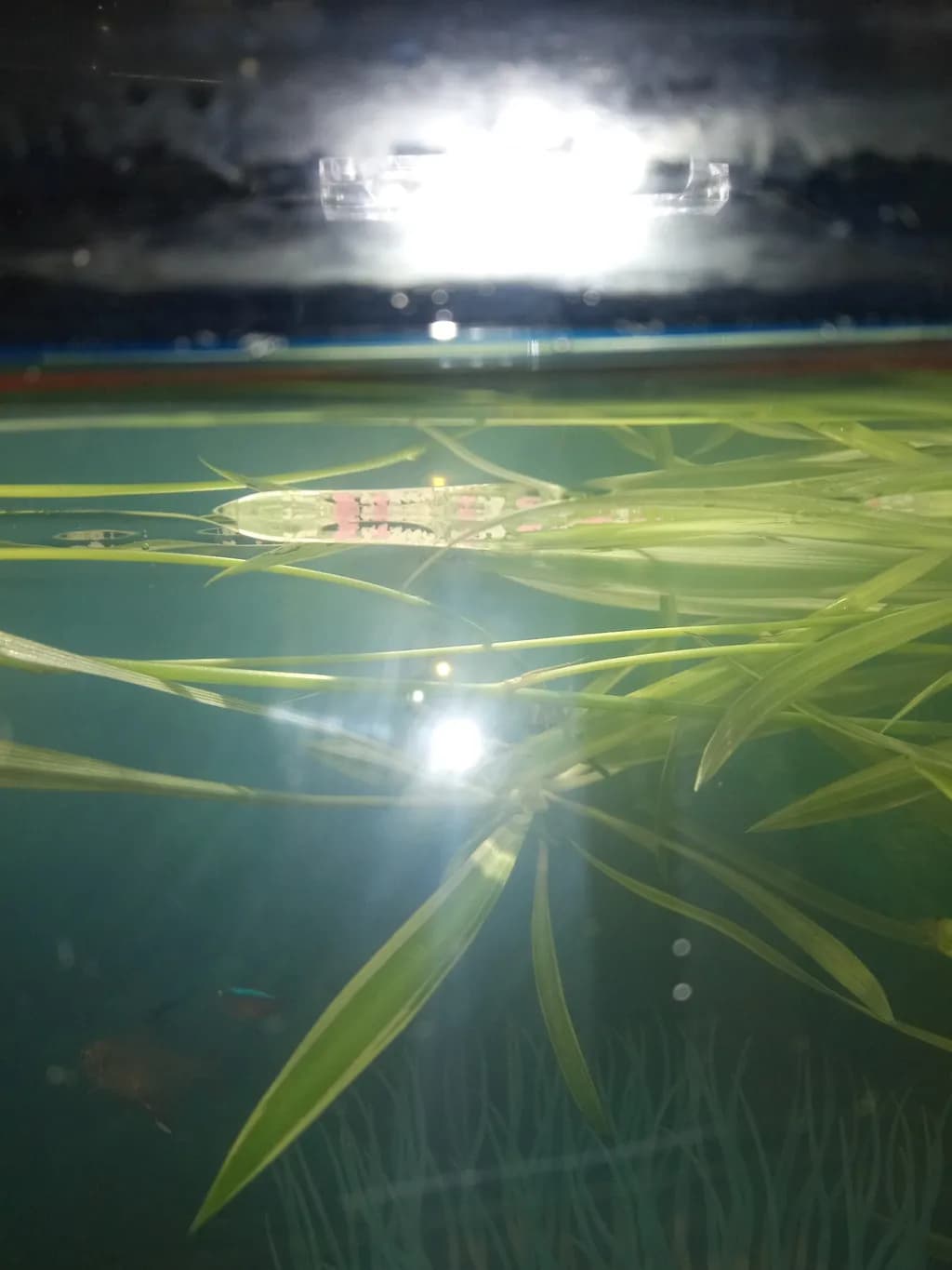 Submerged Lightscape