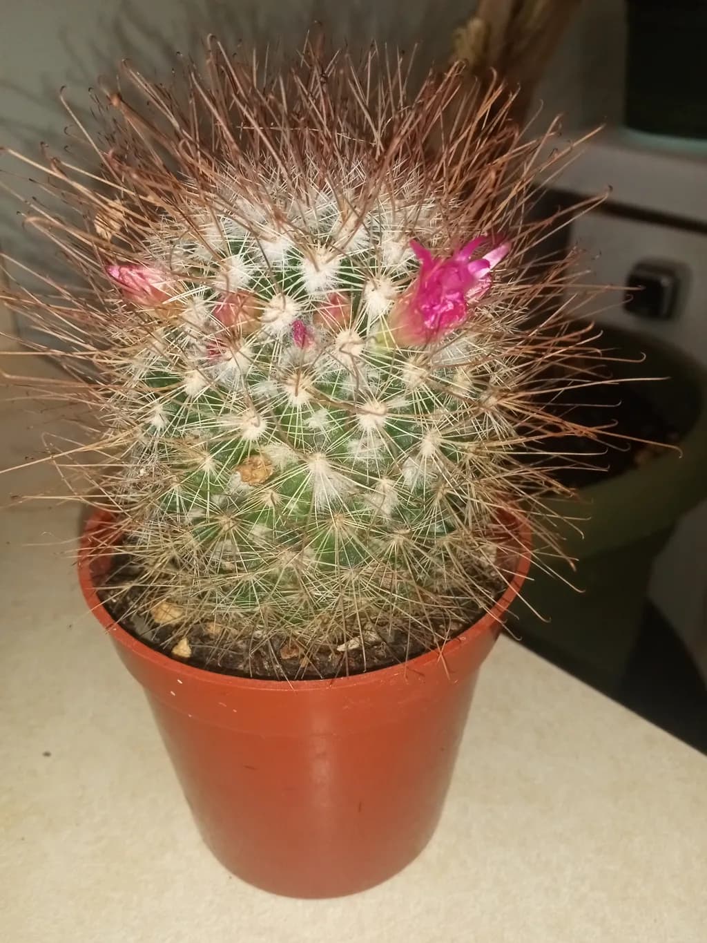 Spiked Bloom