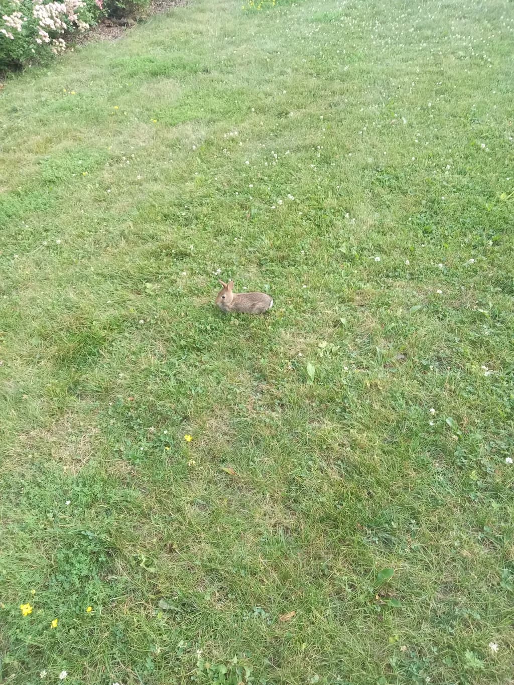 Quiet Meadow Rabbit