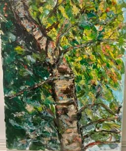 Birch Canopy