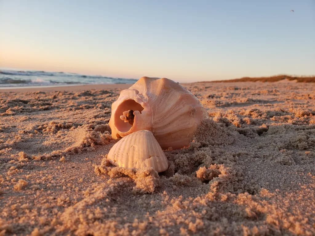 Sandy Shellscape