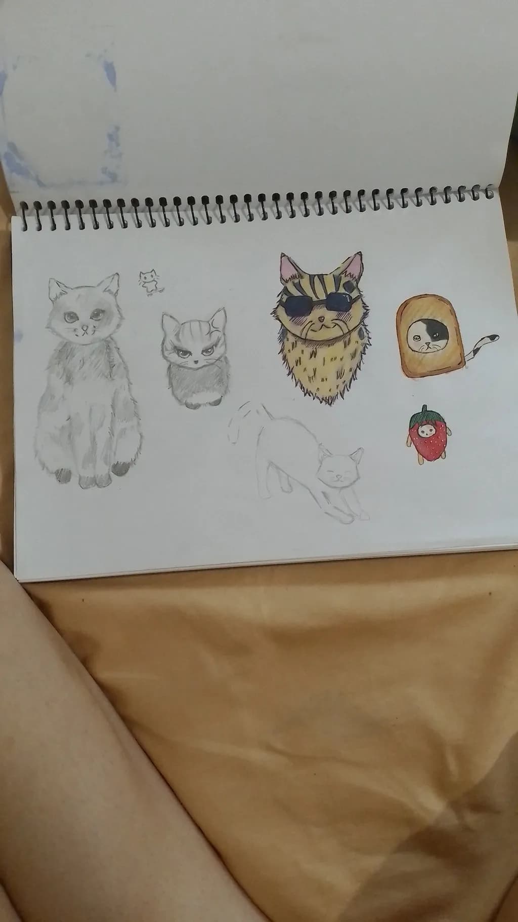 Cat Chronicles