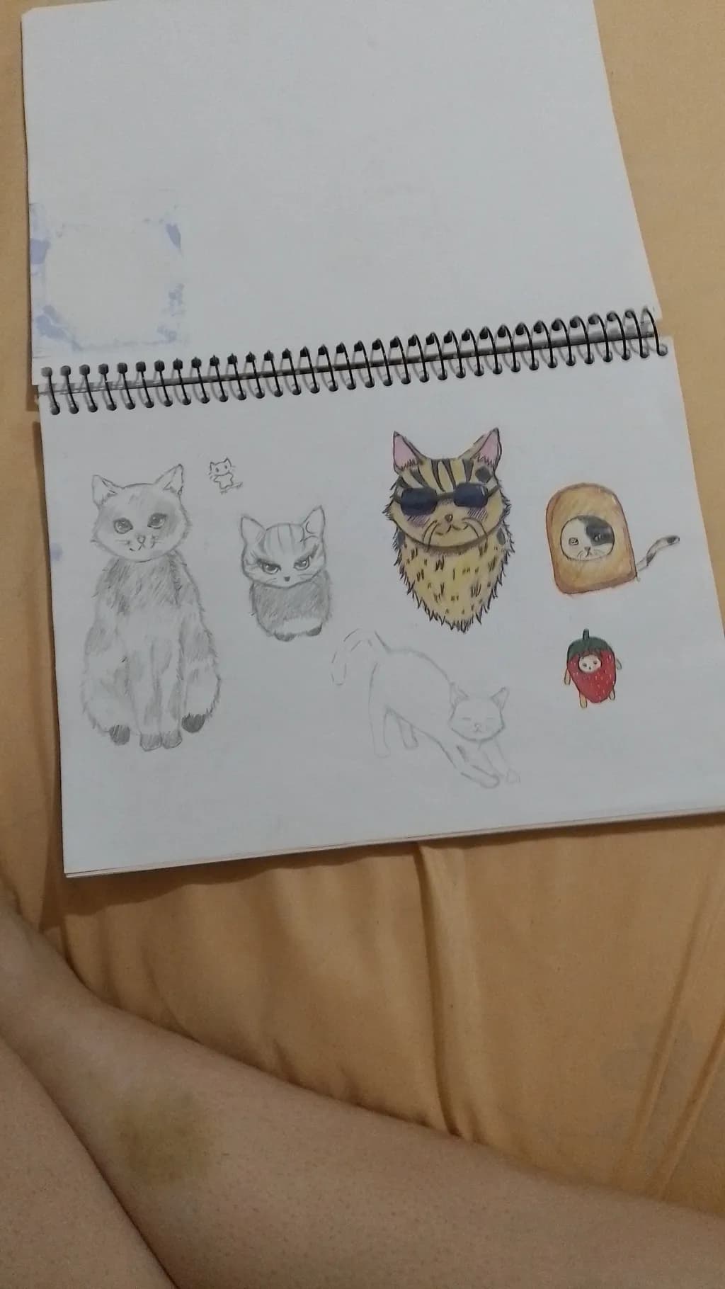 Cat Character Sketches