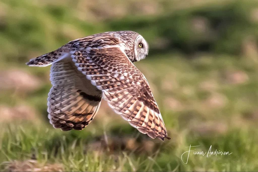 Silent Flight