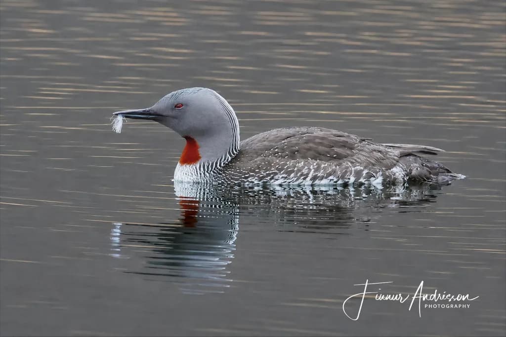Red-Throated Loon Reflection