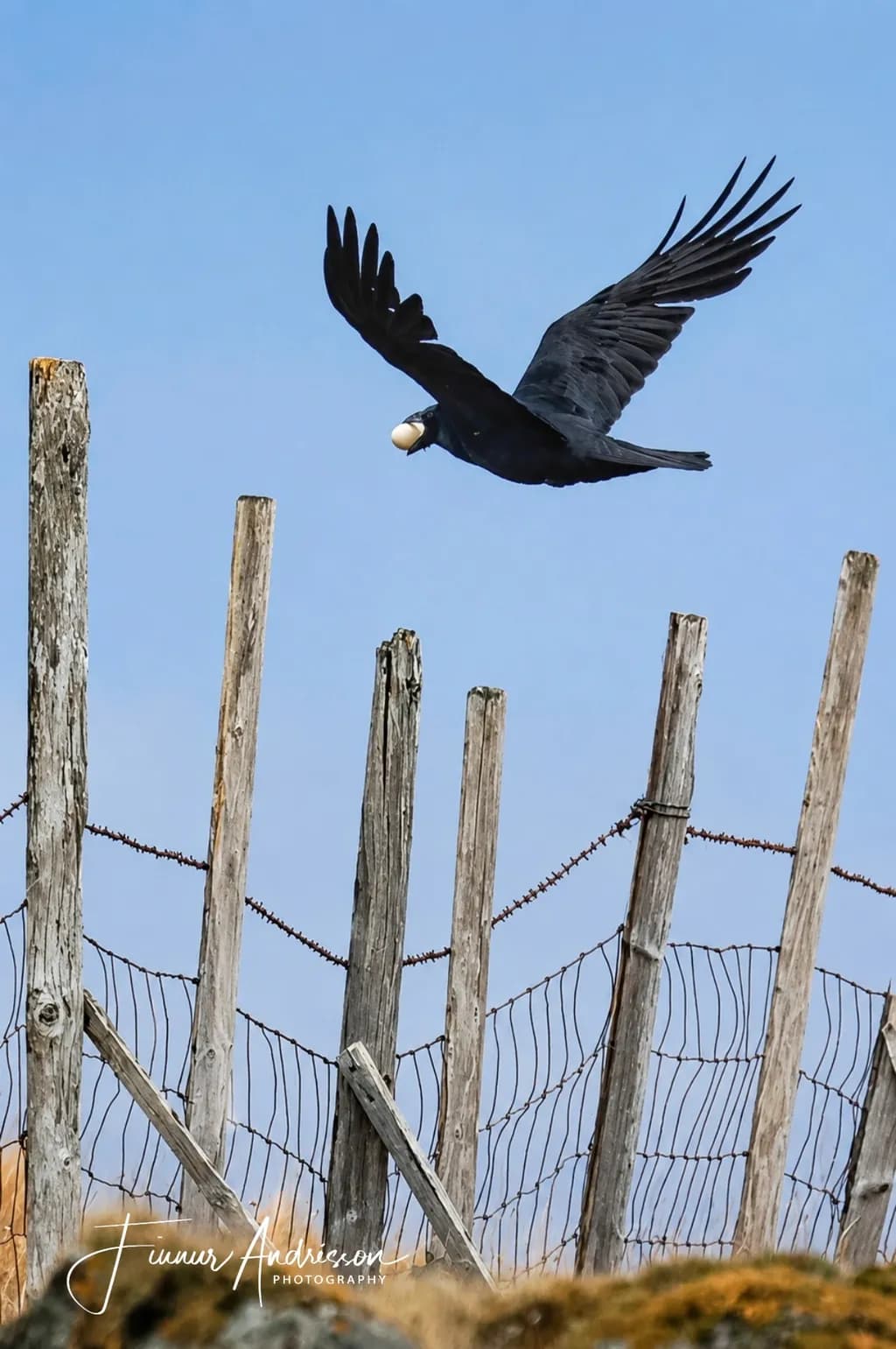 Raven's Prize