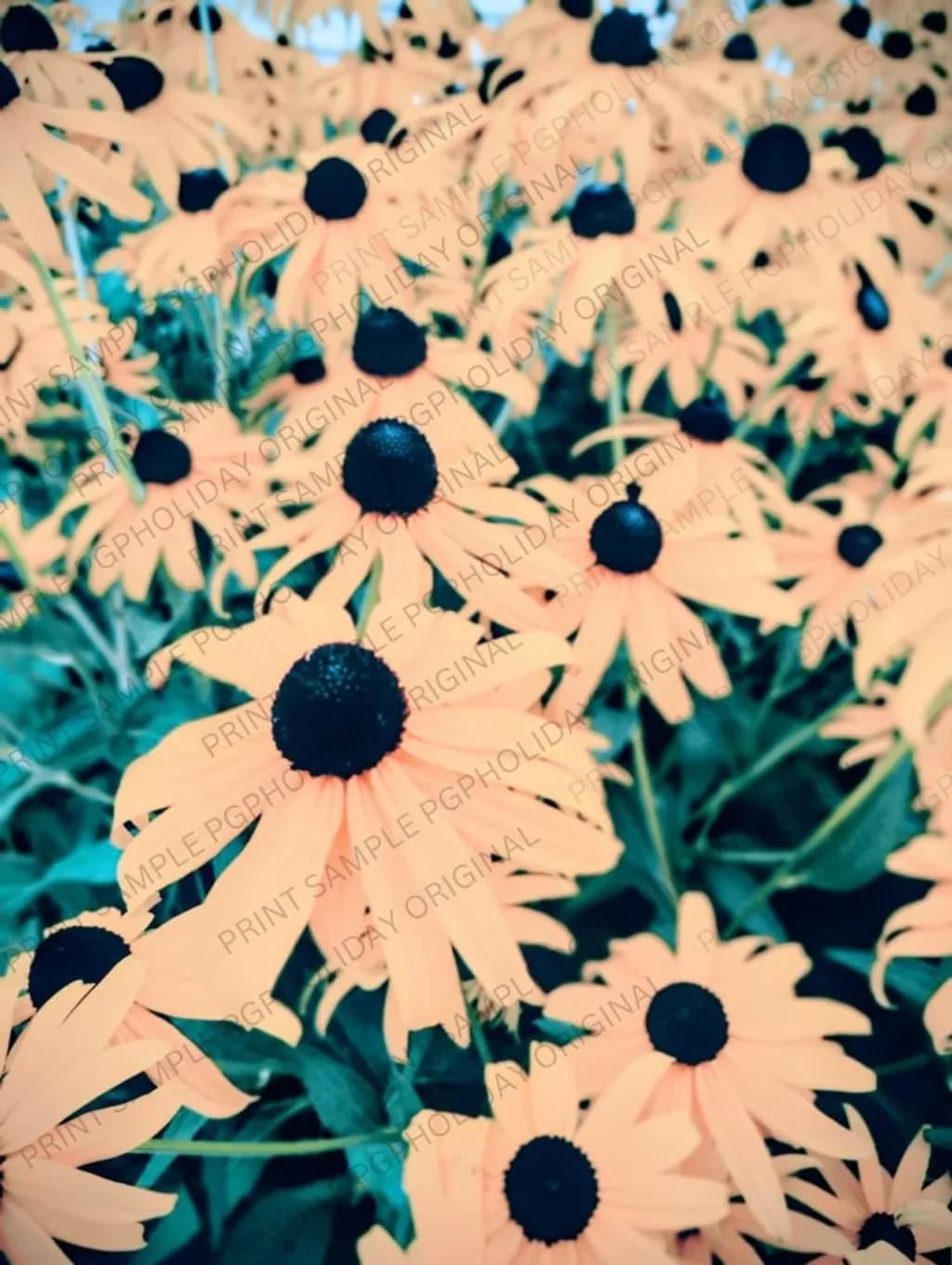 Black-Eyed Susans