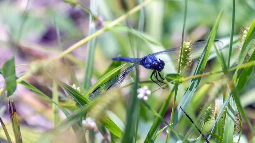 Grassland Repose
