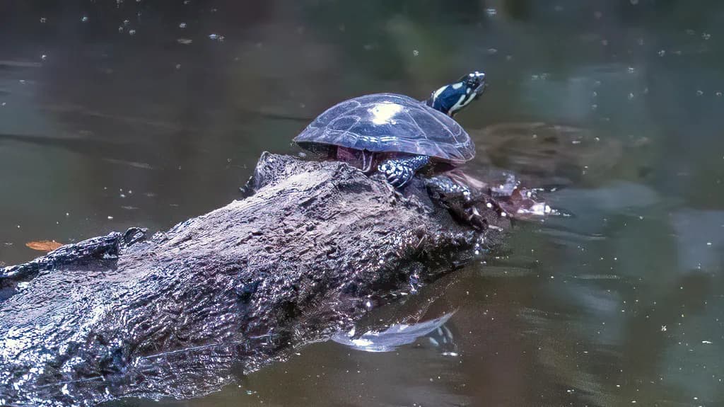 Turtle on Driftwood