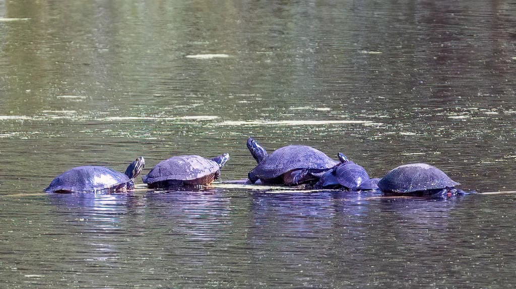 Turtles on the Water