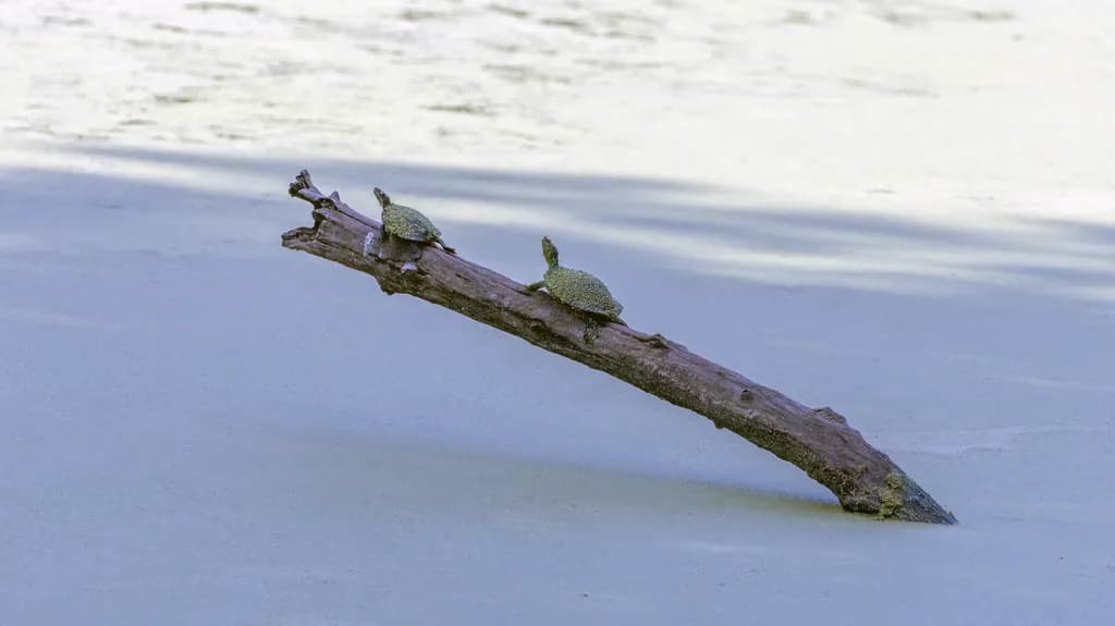 Turtles on Driftwood