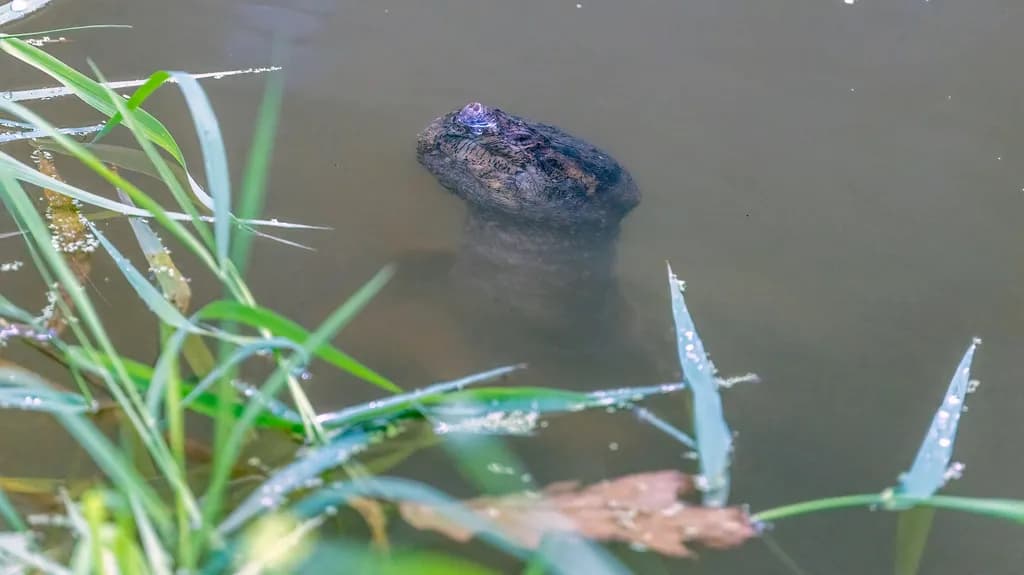 Common Snapping Turtle