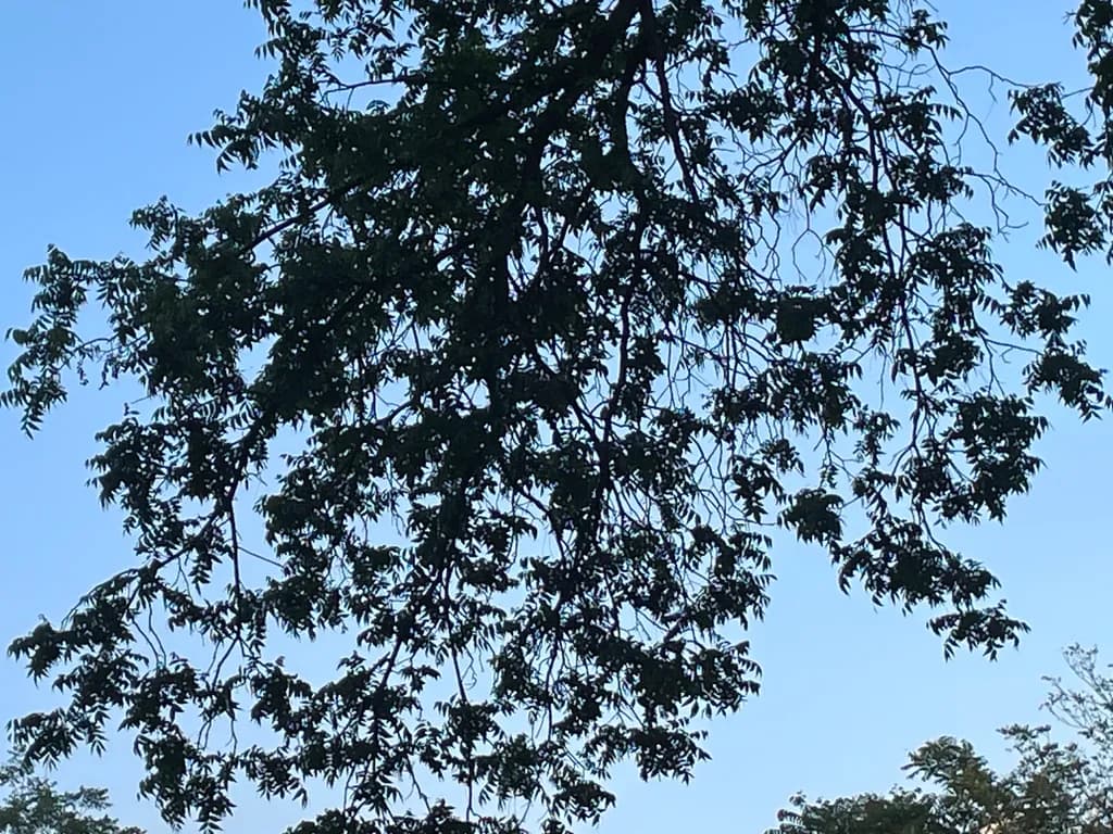 Canopy Silhouette