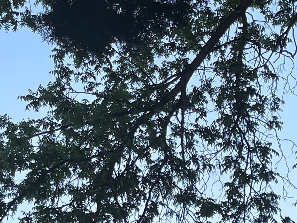 Canopy Silhouettes
