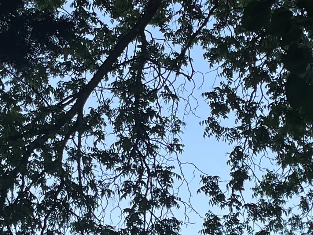 Canopy Silhouettes