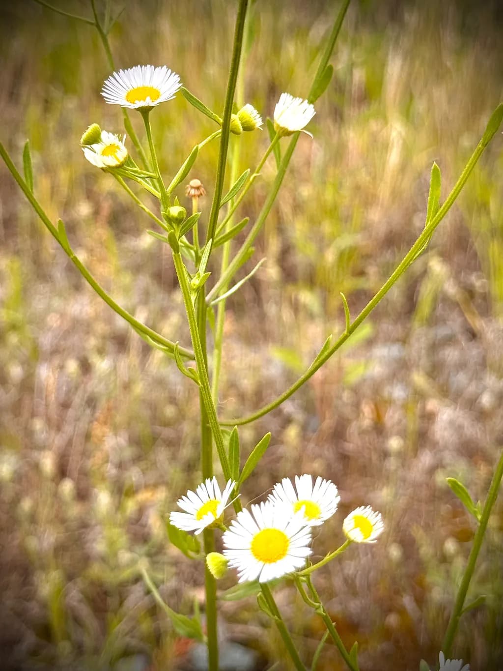 Wild Daisy Bloom