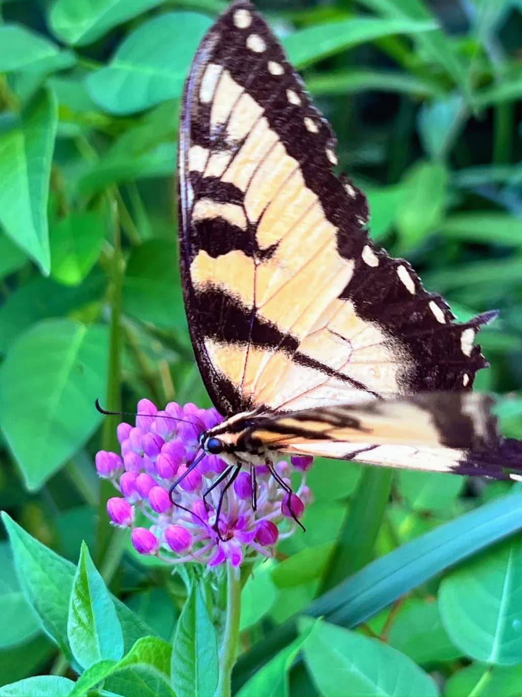 Tiger Swallowtail Bloom