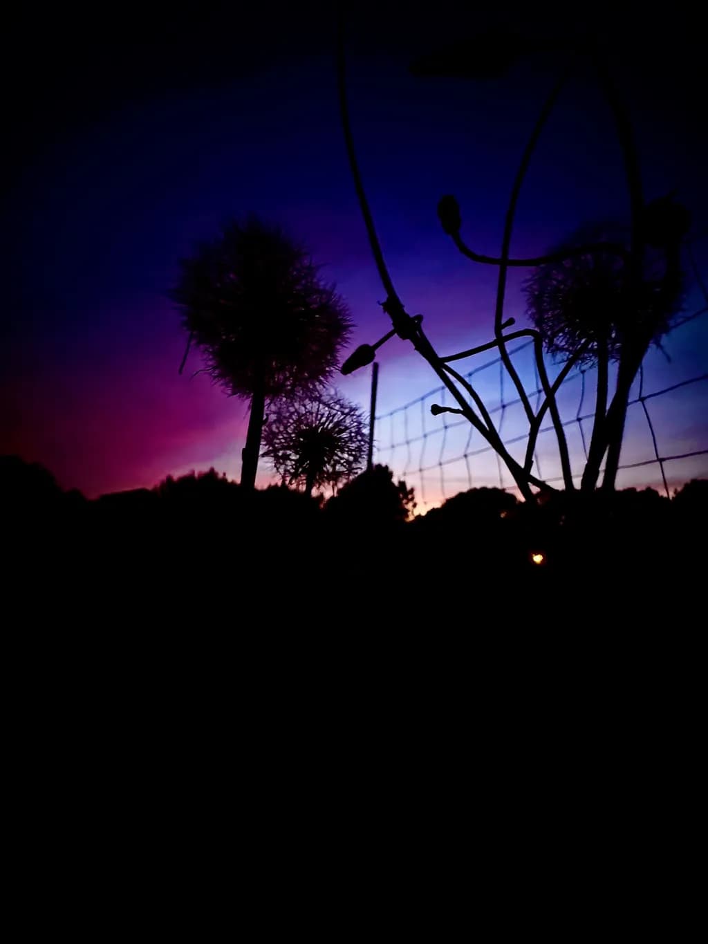 Twilight Thistles