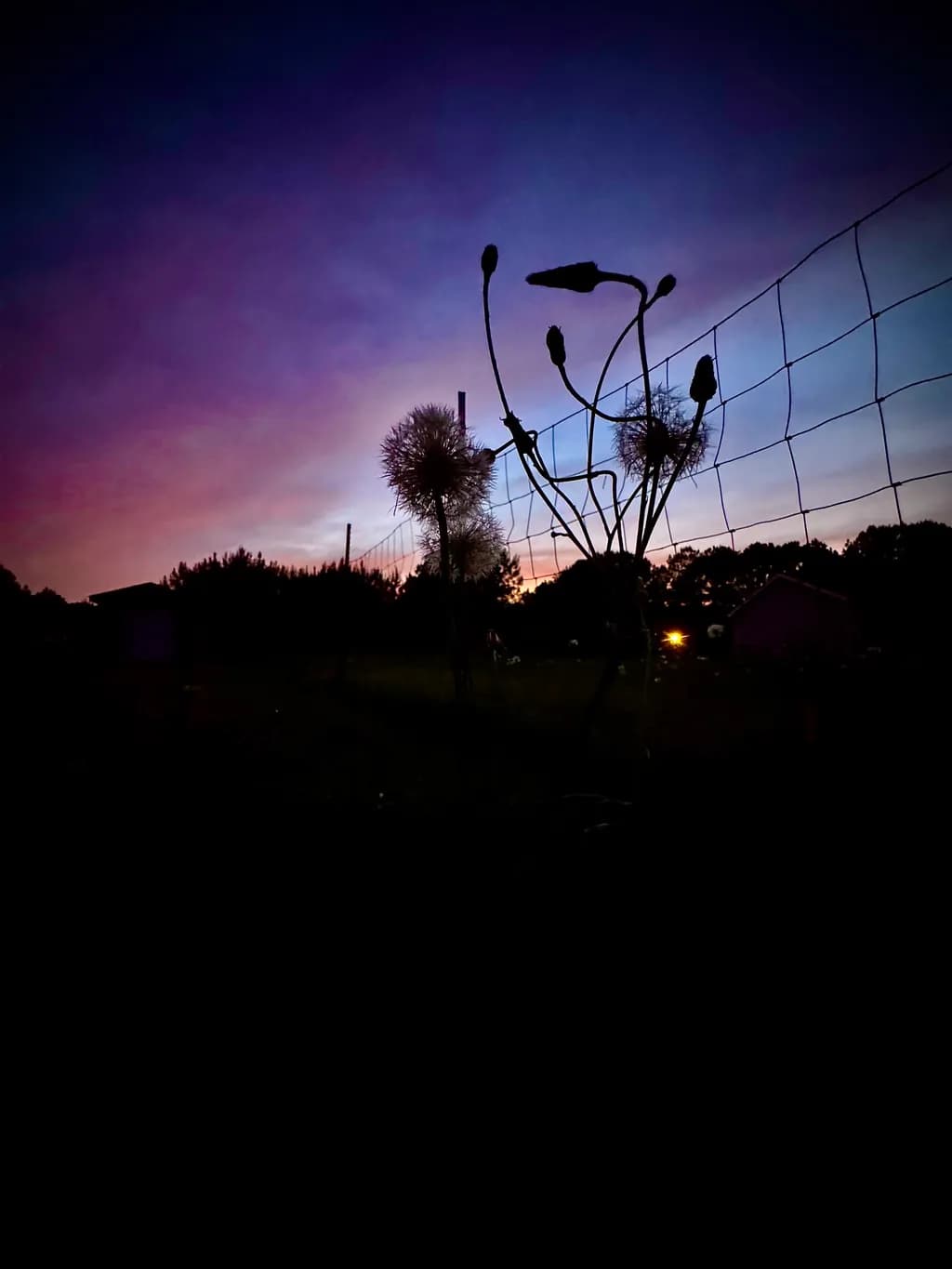 Twilight Silhouettes
