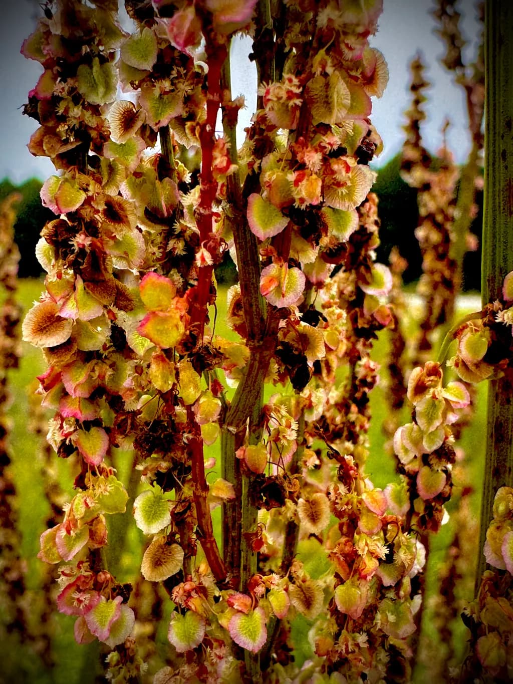 Rustling Blooms