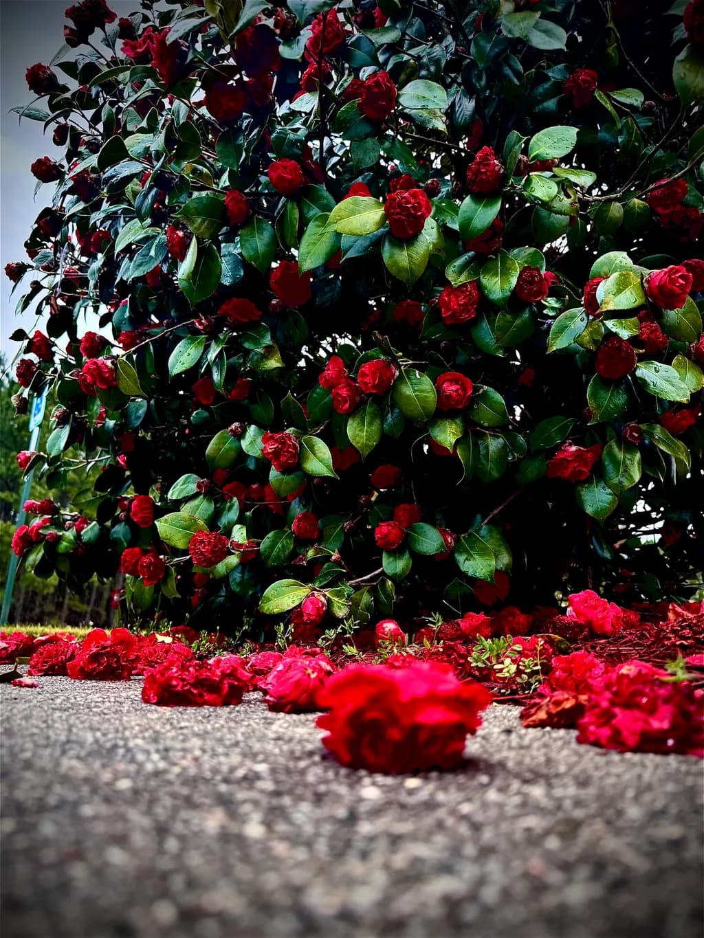 Camellia Cascade
