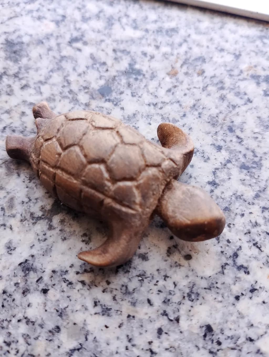 Bronze Sea Turtle